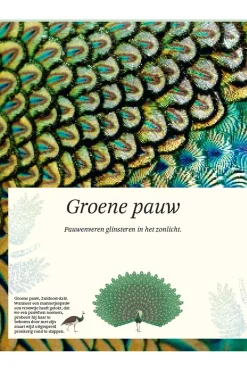 Outlet Lannoo Boek Het Dikke Boek Van Alle Bijzondere Vogels 2025