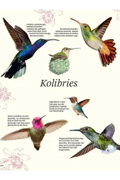 Outlet Lannoo Boek Het Dikke Boek Van Alle Bijzondere Vogels 2025